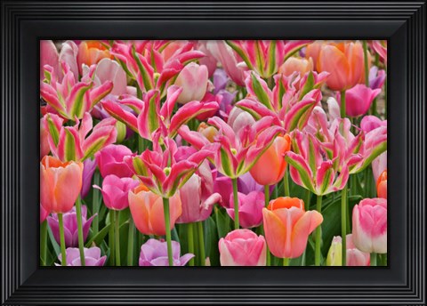Framed Tulips In Planters, Formal Garden, Mt, Cuba Center, Hockessin, Delaware Print