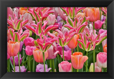 Framed Tulips In Planters, Formal Garden, Mt, Cuba Center, Hockessin, Delaware Print