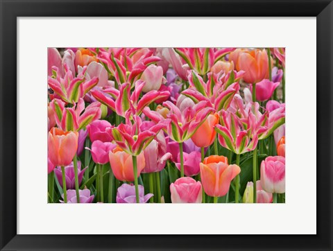 Framed Tulips In Planters, Formal Garden, Mt, Cuba Center, Hockessin, Delaware Print