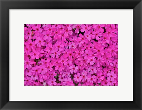 Framed Pink Phlox, Mt, Cuba Center, Hockessin, Delaware Print