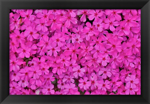 Framed Pink Phlox, Mt, Cuba Center, Hockessin, Delaware Print