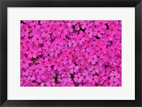 Framed Pink Phlox, Mt, Cuba Center, Hockessin, Delaware Print