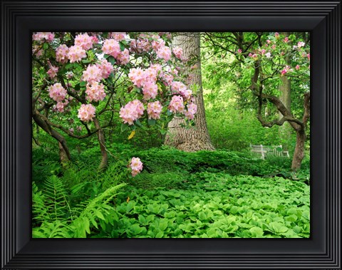 Framed Rhododendrons And Trees In A Park Setting Print