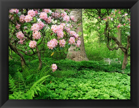 Framed Rhododendrons And Trees In A Park Setting Print