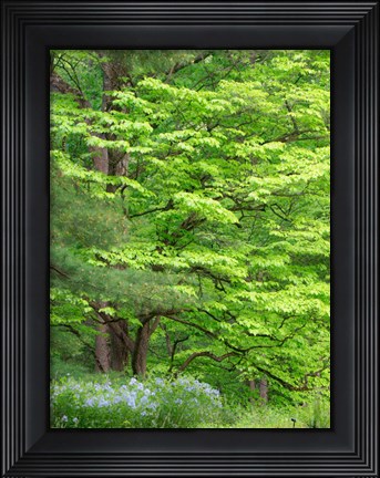 Framed Field Of Wildflowers And Native Trees Print