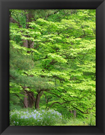 Framed Field Of Wildflowers And Native Trees Print