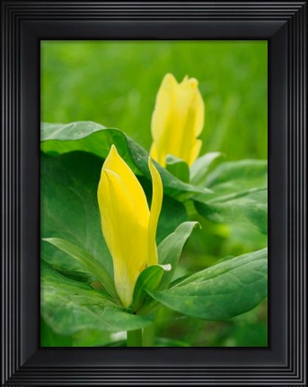 Framed Yellow Trillium, Trillium Erectum, Growing In A Wildflower Garden Print