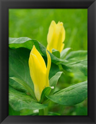 Framed Yellow Trillium, Trillium Erectum, Growing In A Wildflower Garden Print