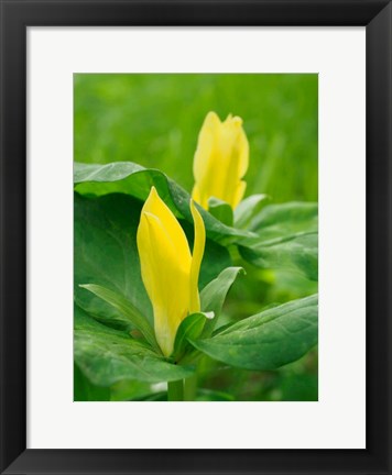 Framed Yellow Trillium, Trillium Erectum, Growing In A Wildflower Garden Print