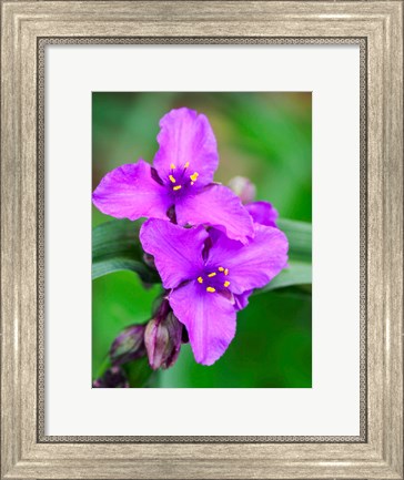 Framed Purple Virginia Spiderwort, Tradescantia Virginiana Growing In A Wildflower Garden Print