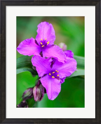 Framed Purple Virginia Spiderwort, Tradescantia Virginiana Growing In A Wildflower Garden Print