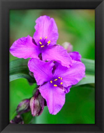 Framed Purple Virginia Spiderwort, Tradescantia Virginiana Growing In A Wildflower Garden Print