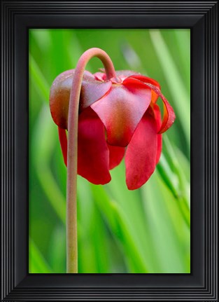 Framed Red Flower Of The Pitcher Plant (Sarracenia Rubra), A Carnivorous Plant Print