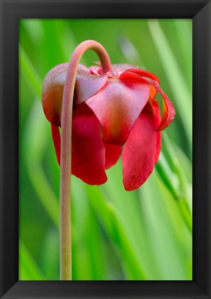 Framed Red Flower Of The Pitcher Plant (Sarracenia Rubra), A Carnivorous Plant Print