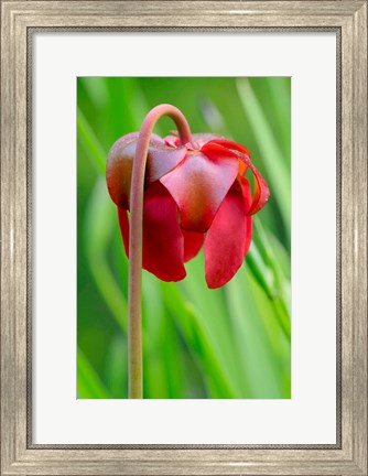 Framed Red Flower Of The Pitcher Plant (Sarracenia Rubra), A Carnivorous Plant Print