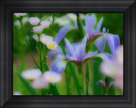 Framed Iris And Wildflowers Print