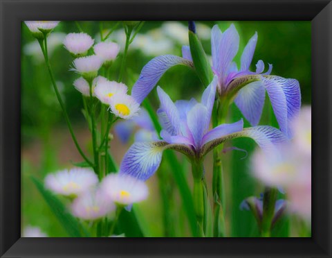 Framed Iris And Wildflowers Print