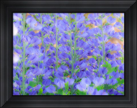Framed Blue Wild Indigo, Baptisia Australis, A Native American Wildflower Print