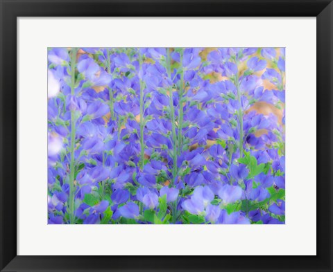 Framed Blue Wild Indigo, Baptisia Australis, A Native American Wildflower Print