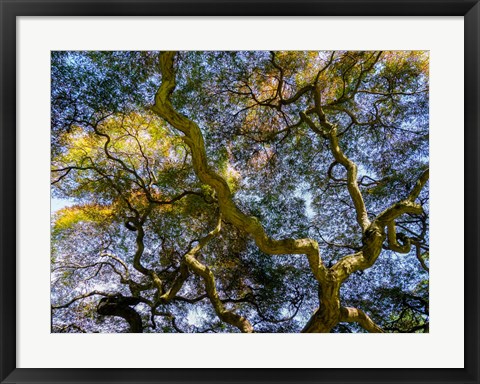 Framed Looking Up At The Sky Through A Japanese Maple Print