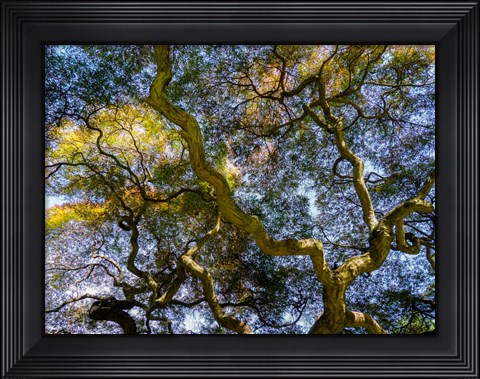Framed Looking Up At The Sky Through A Japanese Maple Print