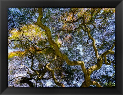 Framed Looking Up At The Sky Through A Japanese Maple Print