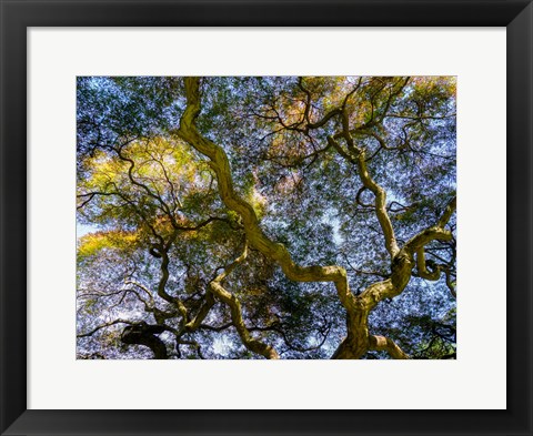 Framed Looking Up At The Sky Through A Japanese Maple Print