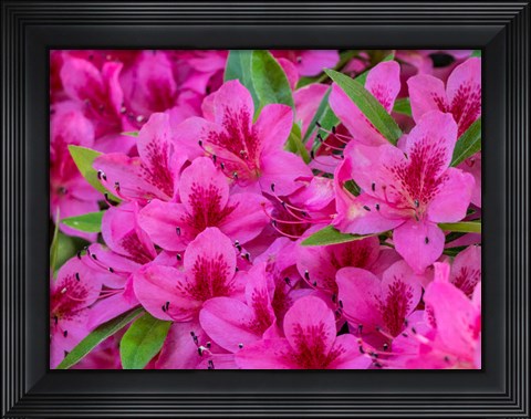 Framed Hot Pink Azaleas In A Garden Print