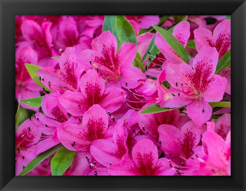 Framed Hot Pink Azaleas In A Garden Print