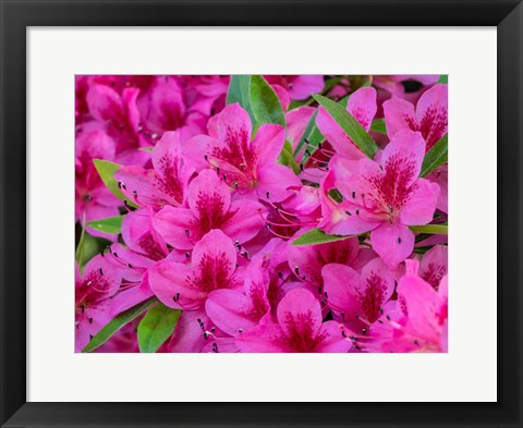 Framed Hot Pink Azaleas In A Garden Print