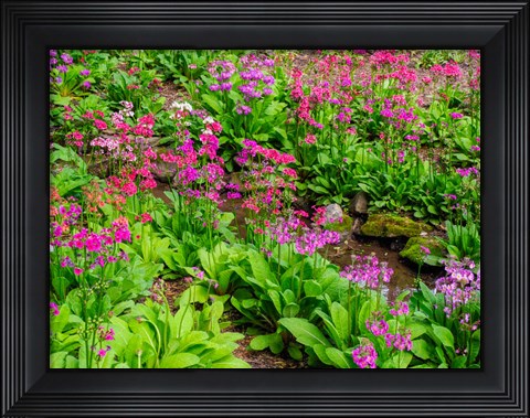 Framed Very Boggy Quarry Garden With Giant Candelabra Primroses Print