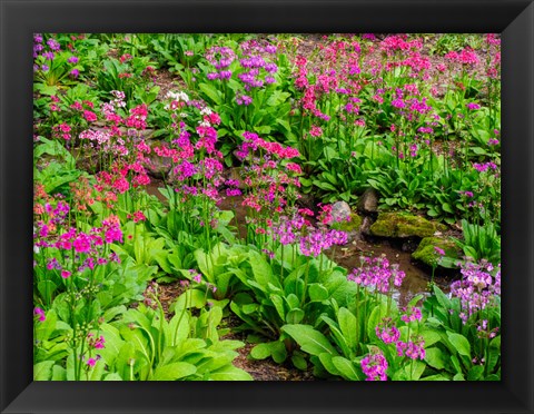 Framed Very Boggy Quarry Garden With Giant Candelabra Primroses Print