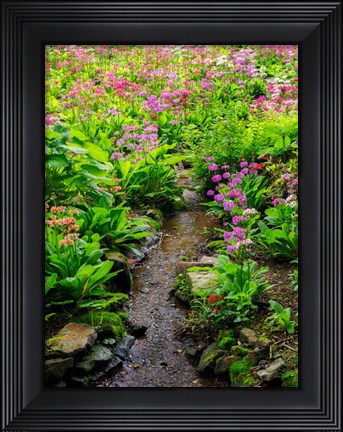 Framed Boggy Quarry Garden With Giant Candelabra Primroses, Primula X Bulleesiana Hybrid Print