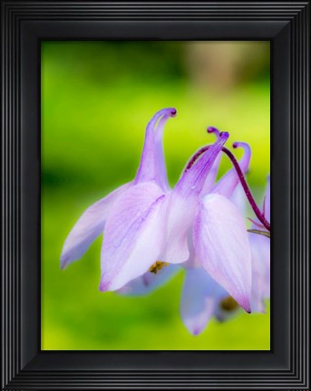 Framed Close-Up Of A Columbine Flower, &#39;Aquilegia&#39; Print