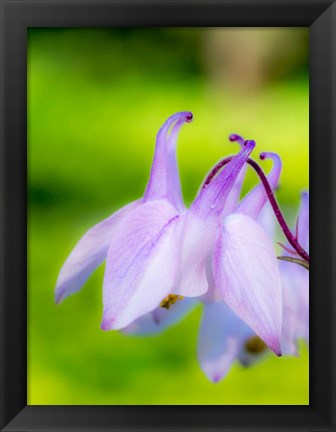 Framed Close-Up Of A Columbine Flower, &#39;Aquilegia&#39; Print