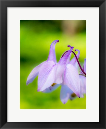 Framed Close-Up Of A Columbine Flower, &#39;Aquilegia&#39; Print