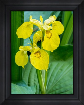 Framed Yellow Iris In A Boggy Environment Print