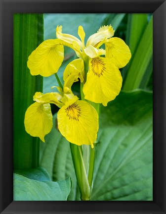 Framed Yellow Iris In A Boggy Environment Print