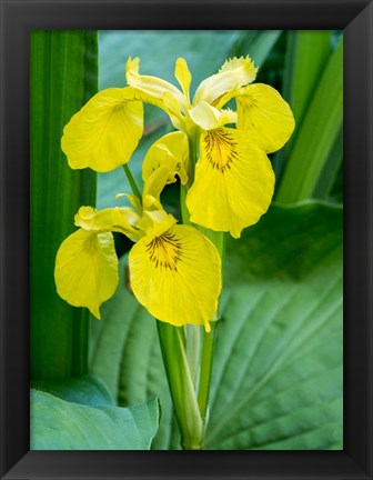 Framed Yellow Iris In A Boggy Environment Print