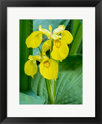 Framed Yellow Iris In A Boggy Environment Print