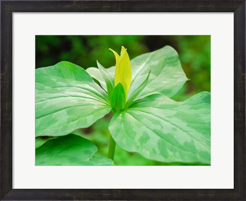 Framed Delaware, A Yellow Trillium, Trillium Erectum, T, Luteum, Growing In A Wildflower Garden Print