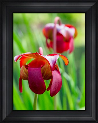 Framed Delaware, The Red Flower Of The Pitcher Plant (Sarracenia Rubra), A Carnivorous Plant Print
