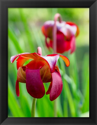 Framed Delaware, The Red Flower Of The Pitcher Plant (Sarracenia Rubra), A Carnivorous Plant Print