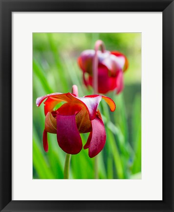 Framed Delaware, The Red Flower Of The Pitcher Plant (Sarracenia Rubra), A Carnivorous Plant Print