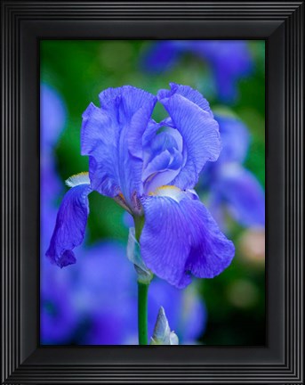 Framed Delaware, Close-Up Of A Blue Bearded Iris Print