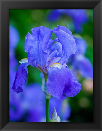 Framed Delaware, Close-Up Of A Blue Bearded Iris Print