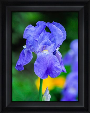 Framed Delaware, Close-Up Of A Blue Bearded Iris Print