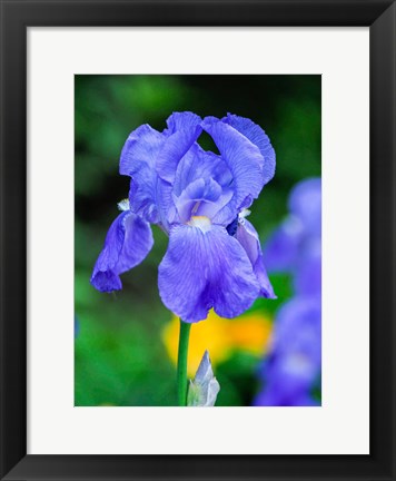 Framed Delaware, Close-Up Of A Blue Bearded Iris Print