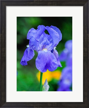 Framed Delaware, Close-Up Of A Blue Bearded Iris Print