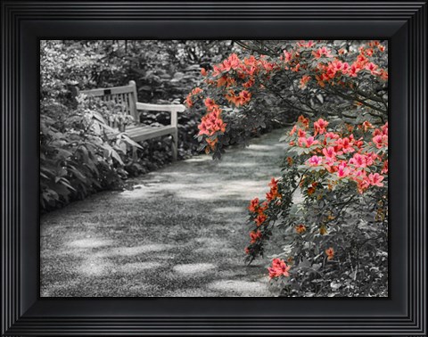Framed Delaware, Walkway In A Garden With Azaleas And A Park Bench Print